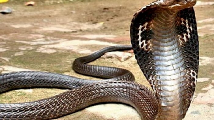 Hình ảnh rắn hổ mang chúa cho thấy những khó khăn đang dần qua đi - mơ thấy rắn đánh con gì?