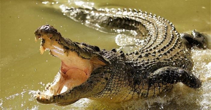 Có thể nằm mơ thấy cá sấu nếu cuộc sống của bạn bị bế tắc