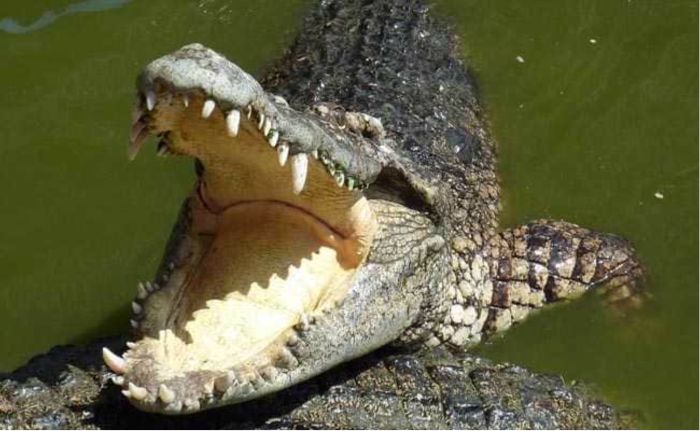 Mơ thấy cá sấu ăn thịt người