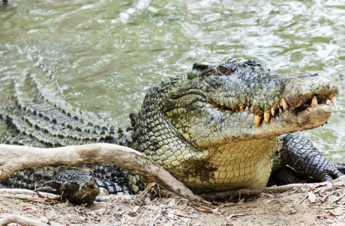Nằm mơ thấy cá sấu đánh lô đề con gì?