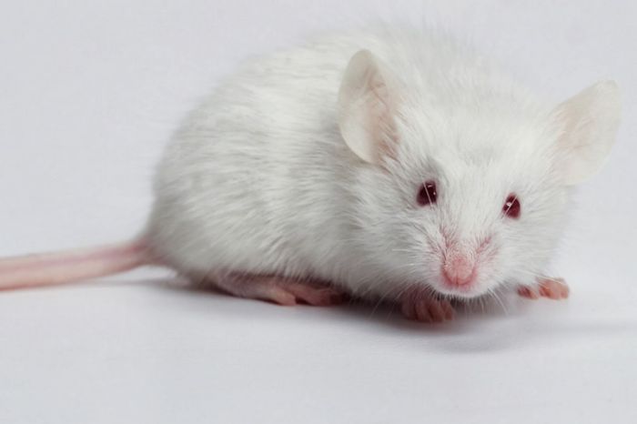 Nếu bạn mơ thấy chuột trắng, đây là một điềm báo rất tốt