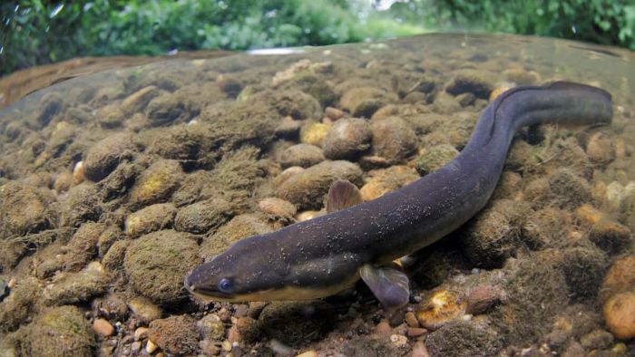 Đôi khi sẽ gặp phải hiểm nguy và bị hãm hại nếu nằm mơ thấy con lươn