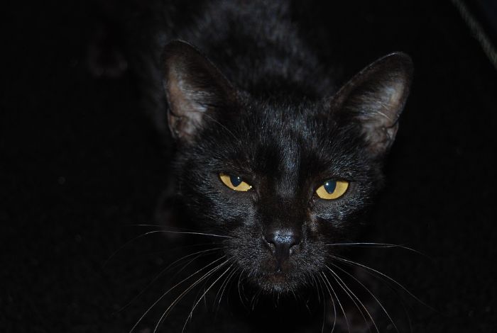 Ngủ mơ thấy mèo đen đang nhìn bạn hãy chọn con số 45 - 54