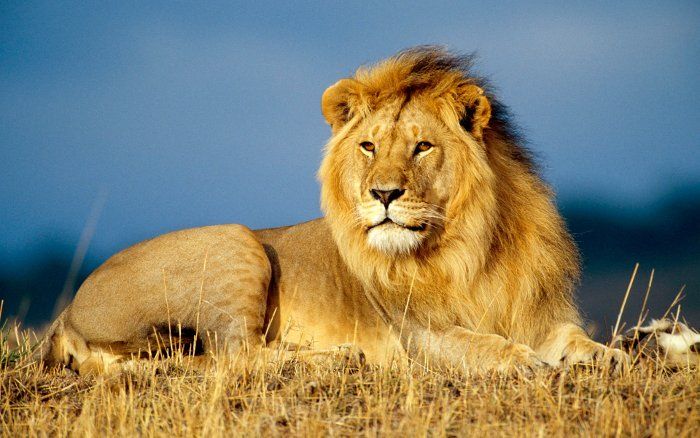 Sư tử vốn được xem là biểu tượng của sức mạnh và quyền lực