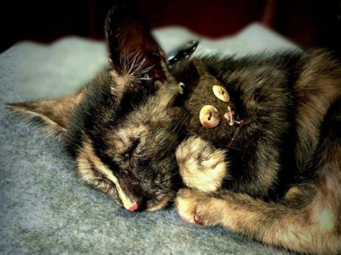  Khi mơ thấy mèo chết người ta thường nghĩ đến sự xui xẻo và những điều không tốt lành