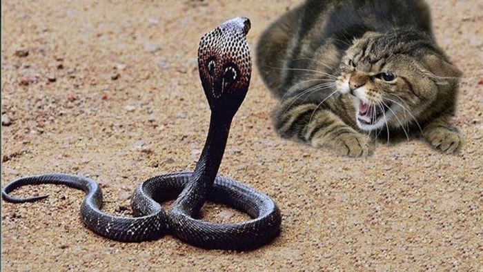 Mơ thấy mèo cắn rắn
