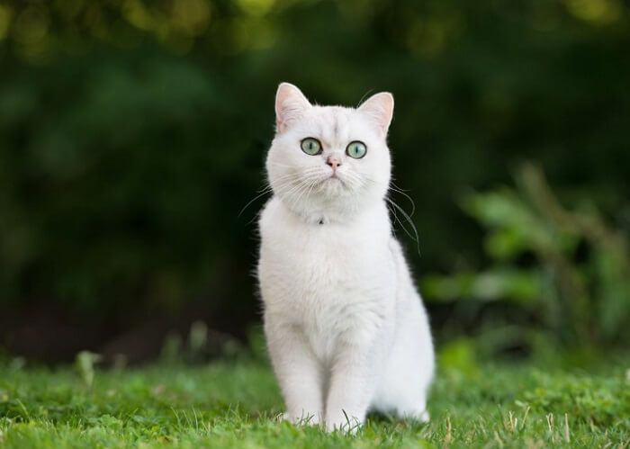 Mơ thấy mèo trắng là điềm lành hay dữ?