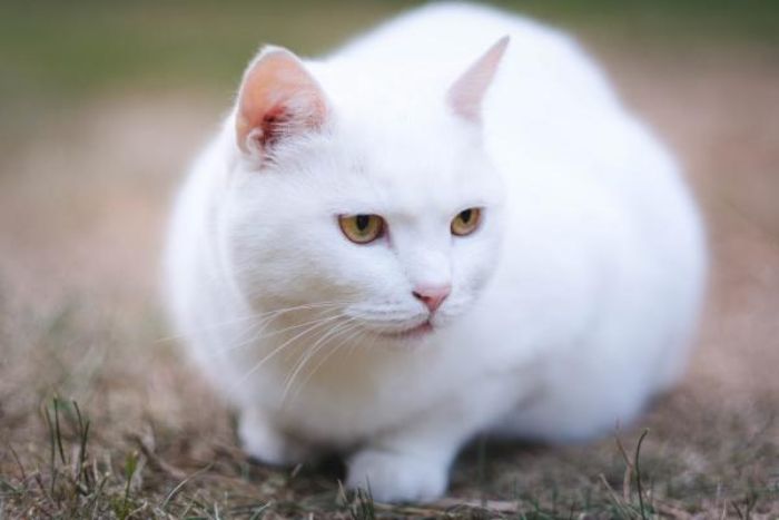 Nằm mơ thấy mèo trắng bỏ đi thì ghi liền cặp số may mắn 88 - 23