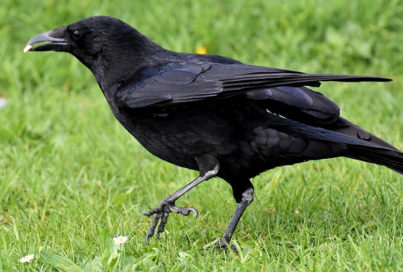 Chiêm bao thấy chim quạ đen vào nhà là số 02 - 22